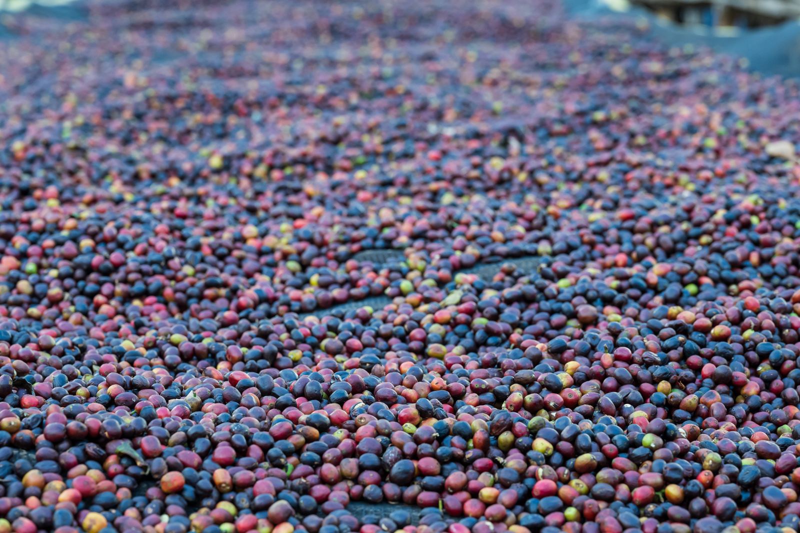 Shone Reserve cherries on the drying beds